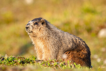 Close up of a cute and fluffy Hoary marmot enjoying the golden hour sunlight in the summer alpine meadow in mountains.