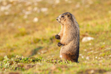Close up of a cute and fluffy Hoary marmot enjoying the golden hour sunlight in the summer alpine meadow in mountains.