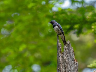 森の中で周りを見渡しているオオルリの雄