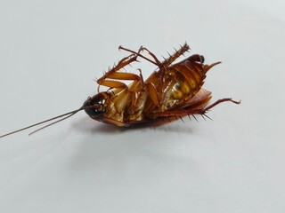 Fototapeta premium Cockroach upside down on floor. Dead cockroach isolated