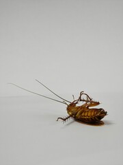 Cockroach upside down on floor. Dead cockroach isolated