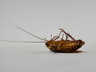 Cockroach upside down on floor. Dead cockroach isolated