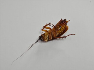 Cockroach upside down on floor. Dead cockroach isolated