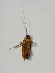 Cockroach upside down on floor. Dead cockroach isolated