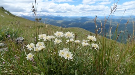 Mountain wildflowers in a grassy meadow