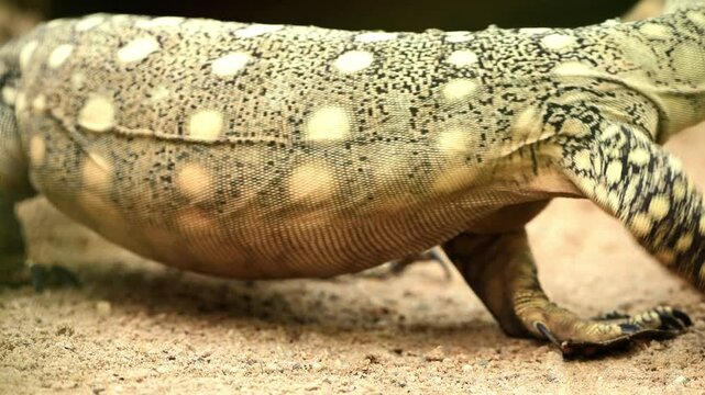 Perentie looking for a place to sun bake.
