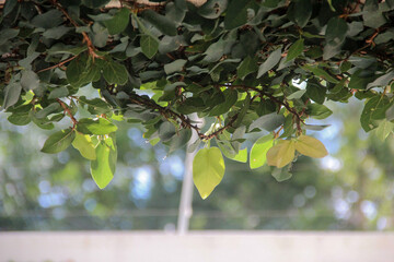 green leaves on a branch, green leaves on a tree,  cat´s claw, uncaria tomentosa, herinha,...