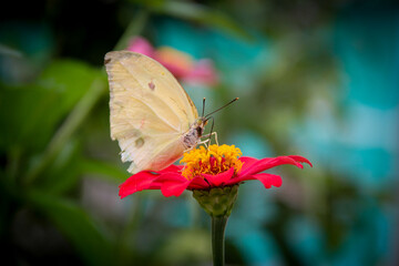 butterfly on flower, butterfly on pink flower, yellow butterfly, chrysogonum peruvianum, zinnia peruviana, garden with flowers and butterflies, butterfly close-up
