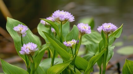 Close-up of delicate purple flowers