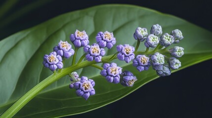 Close-up of delicate purple blossoms on a stem