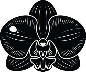 Black orchid silhouette flower white