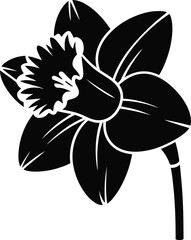 Black and white daffodil flower bloom petals