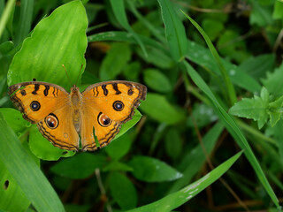 The Peacock Pansy ( Junonia almana ) butterfly on leaf with natural green background, Pattern similar to the eyes on the wing of orange color insect