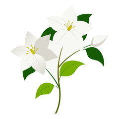bouquet of white lilies