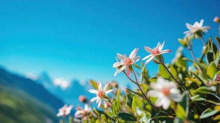 Mountain flowers against a vibrant blue sky