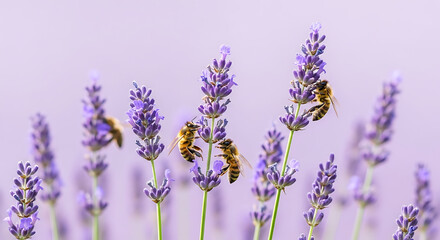 Fototapeta premium Bees Pollinating Lavender Flowers in Summer.