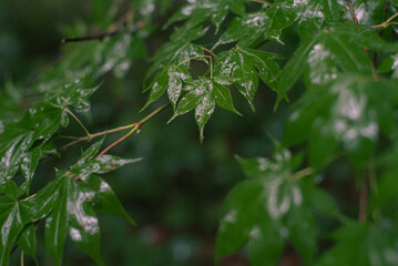 雨上がりの紅葉の葉
