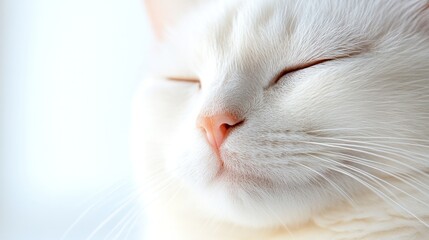 A serene white cat basking in soft light, exuding tranquility and contentment, perfect for capturing the essence of calmness.