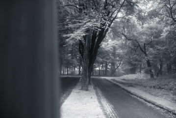 綺麗に並ぶ木々たち