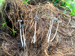 Closeup of Four Delicate Mushrooms Growing on a Pile of Decomposing Organic Matter