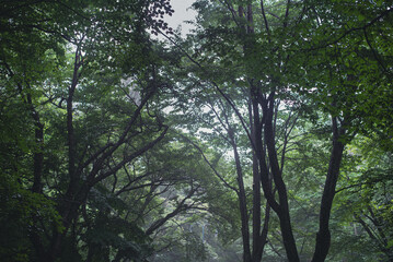 靄かかった幻想的な森の中