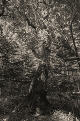 静かに佇む老木の威厳