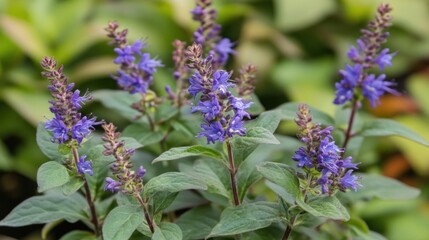 Close-up of vibrant purple flowers (1)