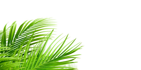 Fototapeta premium Close up palm leaf isolated on white