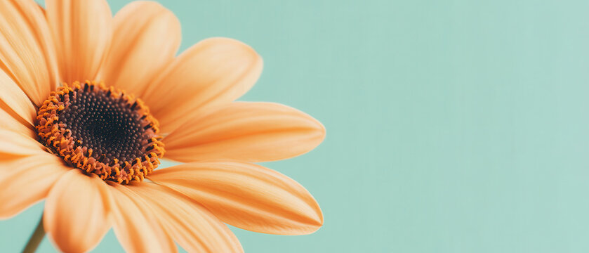 Close up of vibrant orange daisy flower glowing softly against smooth pastel blue background, evoking calmness and warmth