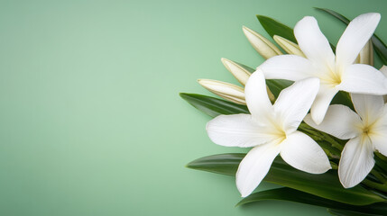 Naklejka premium White plumeria flowers with green leaves and buds on soft green background, fresh tropical blossom with delicate petals