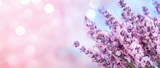 Obraz premium Collection of glowing lavender flowers with soft pink and blue bokeh background creating calm and delicate atmosphere