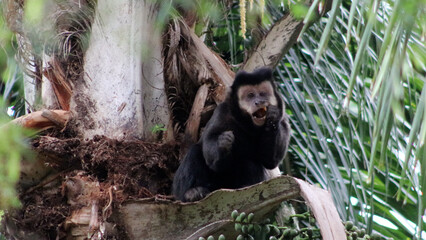 Macaco