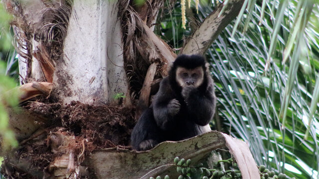 Macaco