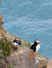 Wild Atlantic Puffins on cliffs with ocean in the background in Iceland 