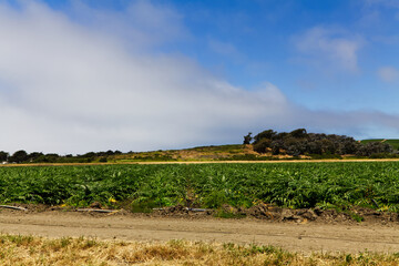 Green Agricultural Field With Hills Blue Sy and White Clouds