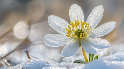 Close-up view of a delicate white flower in snow.