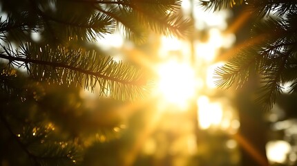 Sunburst through pine needles golden hour glow
