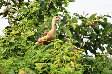 Lesser whistling duck