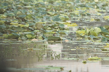 Pheasant tailed jacana