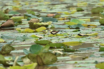 Pheasant tailed jacana