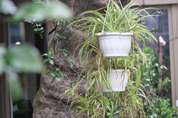 Green plants in white pots hanging on a tree trunk