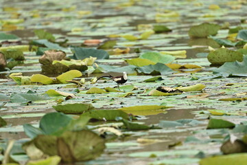 Pheasant tailed jacana