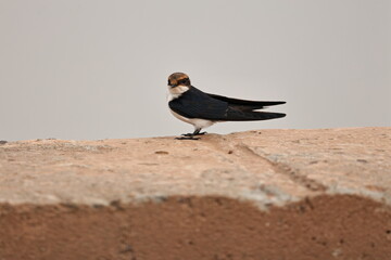 Wire tailed swallow