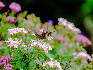 Fluttering Among the Blooms.