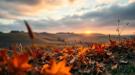Sunset glow illuminates fallen autumn leaves