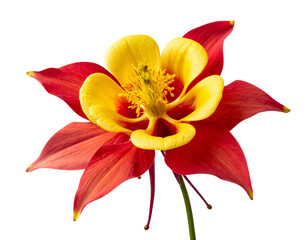 Obraz premium Columbine Bouquet with Mixed Colors and Green Leaves, top view flat-lay, transparent background
