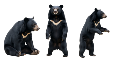 Three Asian Black Bears in Different Poses Against a White Background.