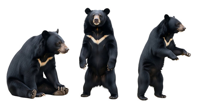 Three Asian Black Bears in Different Poses Against a White Background.
