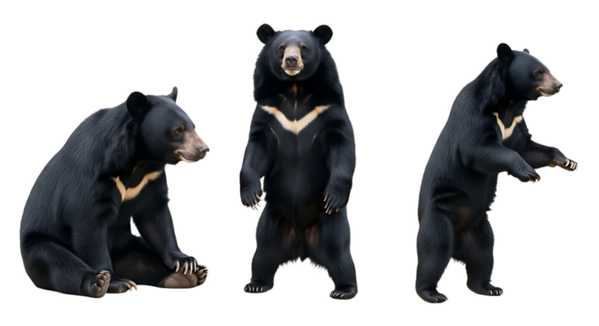 Three Asian Black Bears in Different Poses Against a White Background.
