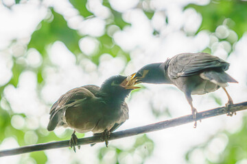 Myna (locust starling) This exciting moment of feeding the chick